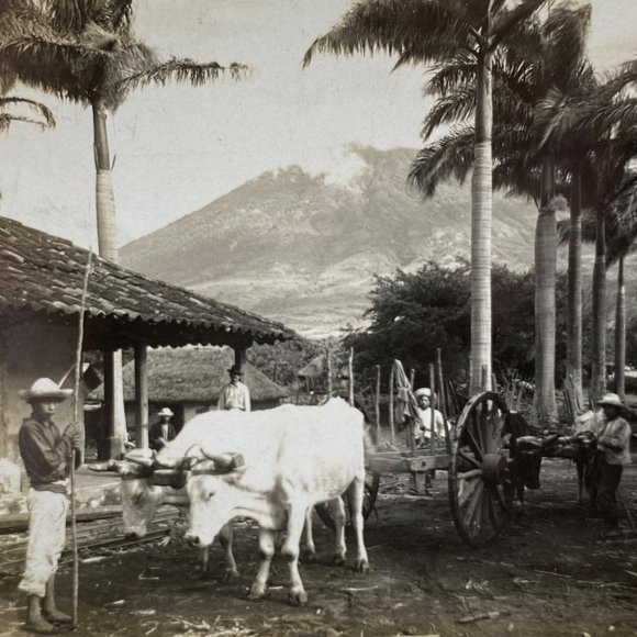 Antique 1905 Stereoview Photo Card Sugar Royal Palms Volcano de Aqua Guatemala - Picture 7 of 7